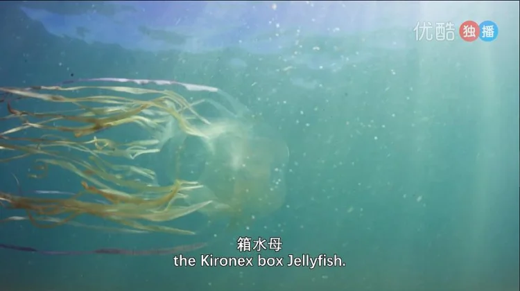 世上最蓝的海 剧照