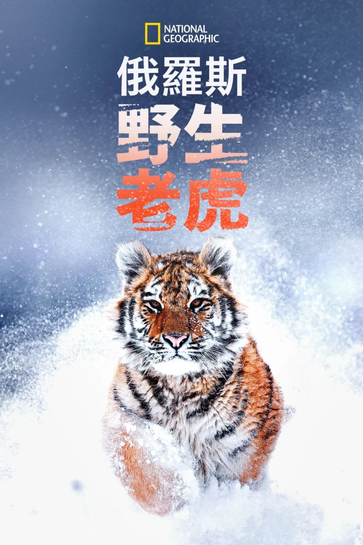 俄罗斯野生老虎 剧照