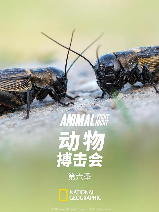 动物搏击会 第六季 剧照